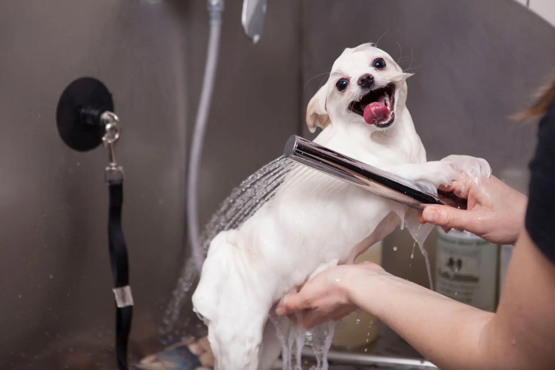 Dog Bathing: When and How to Bathe Your Dog?