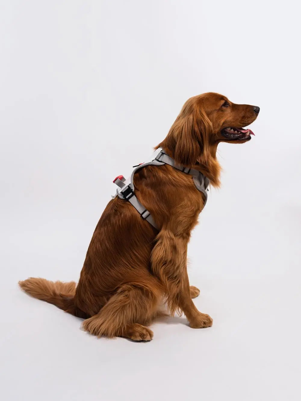 Harness-for-Dogs-and-Cats PAWMART.ca