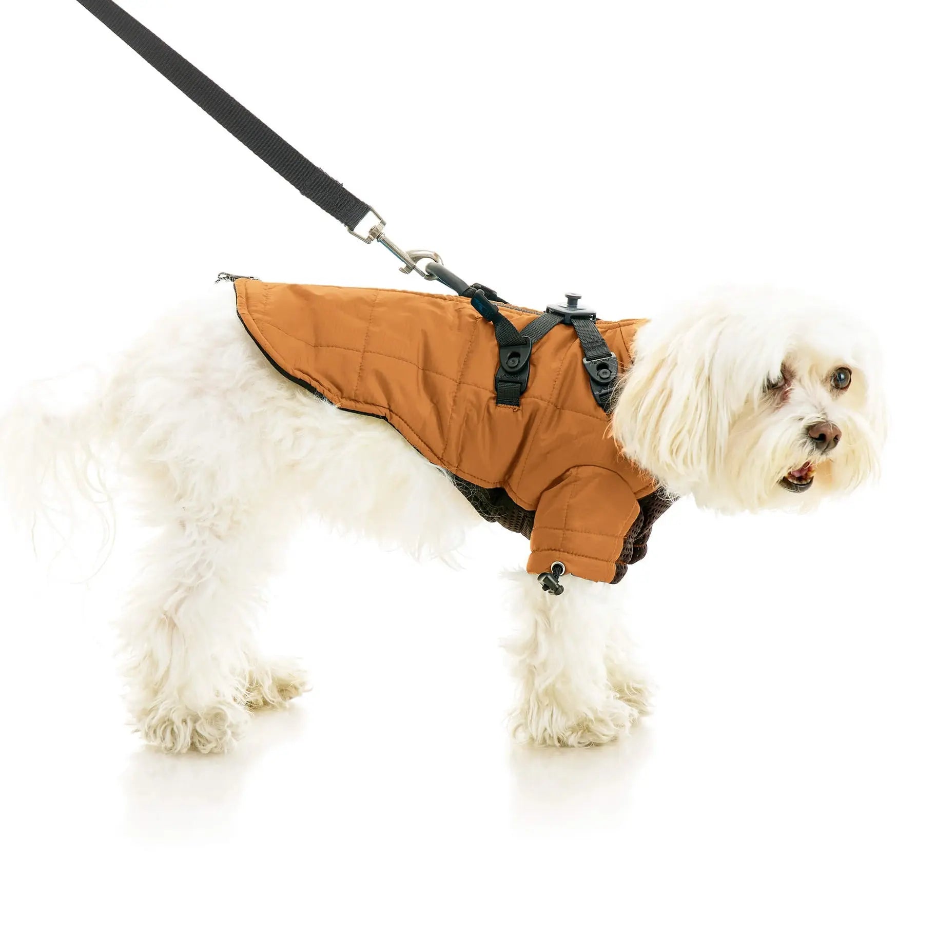 Luxury Pet Accessories Worth Investing In This Year PAWMART Pet luxury-pet-accessories-worth-investing-in-this-year-pawmart-pet