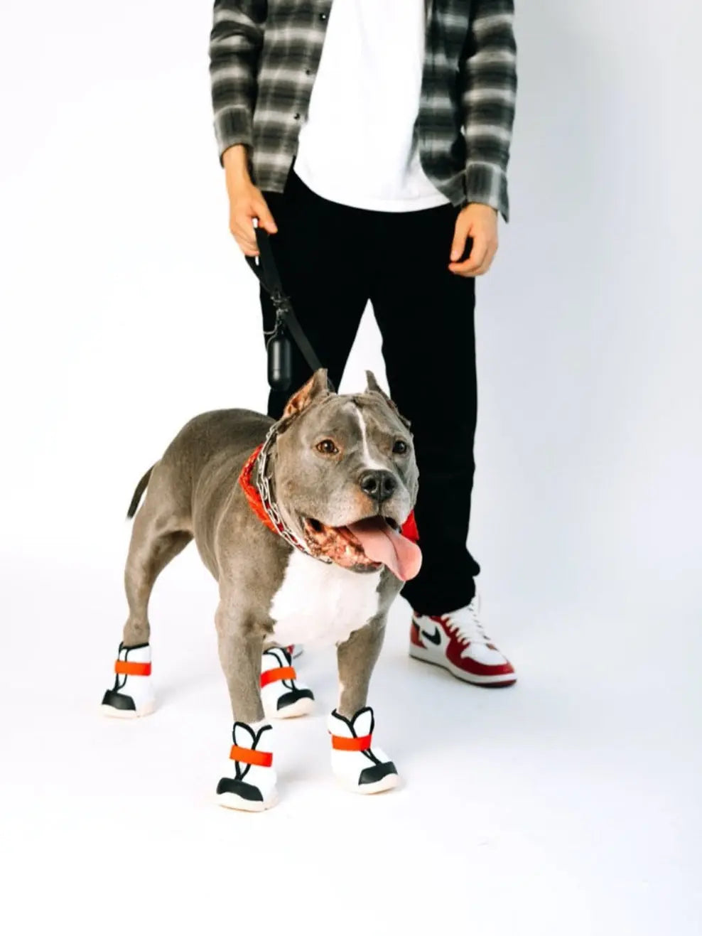 Dog harnesses, leashes, collars, and walking accessories