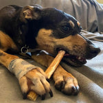 12" Standard Bully Stick Only One Treats