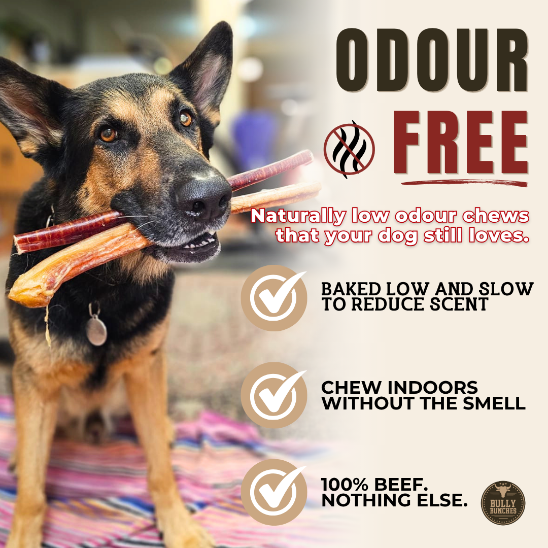 12 Inch Jumbo Bully Stick Dog Chews, product photo 6 of 9