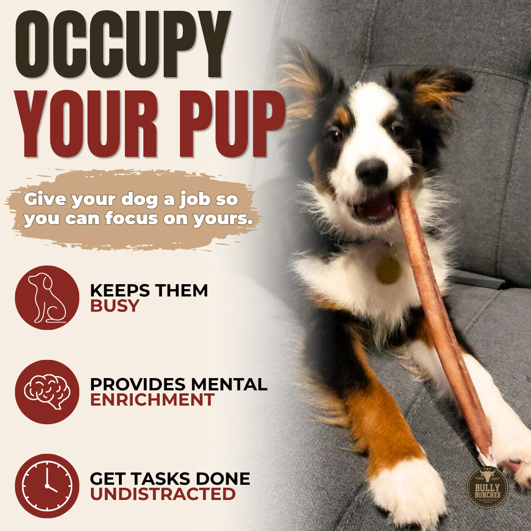 12 Inch Standard Bully Stick Dog Chews, product photo 2 of 9