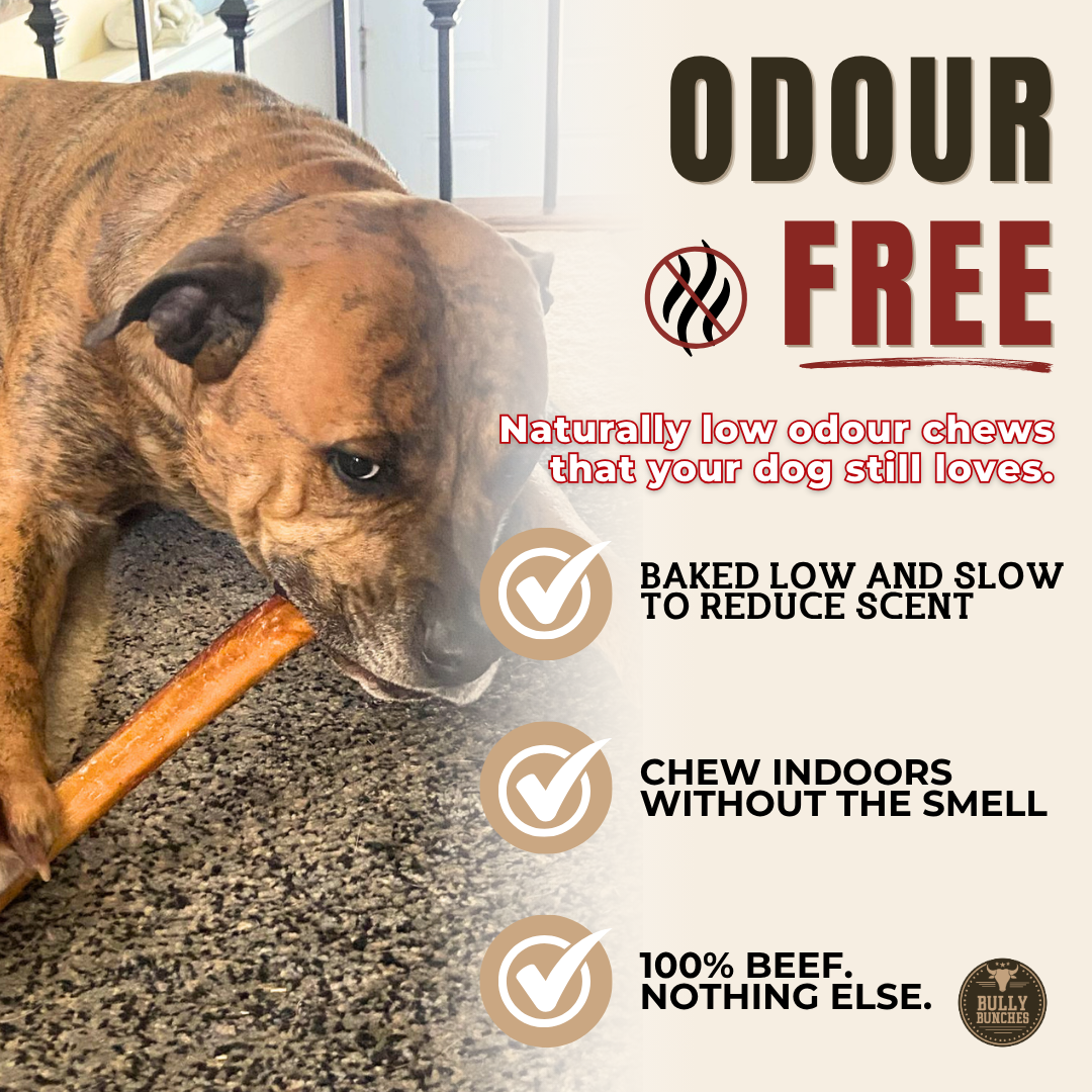 12 Inch Thick Bully Stick Dog Chews, product photo 6 of 9