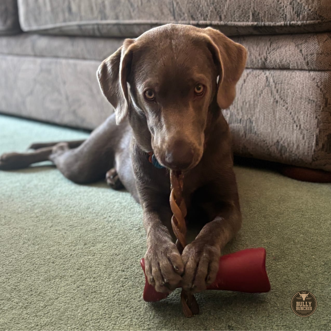 10-12 Inch Braided Collagen Stick Dog Chews