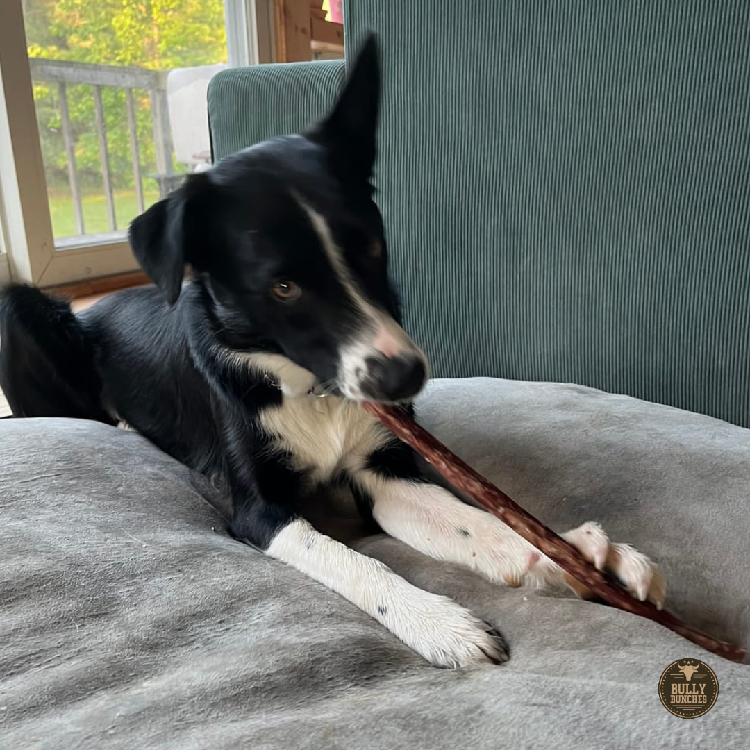 10-12 Inch Champion Chew, product photo 2 of 10