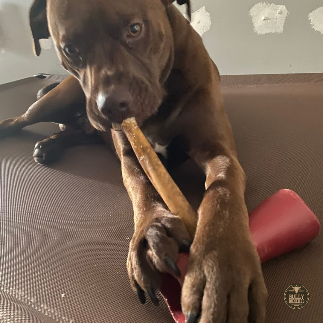 10-12 Inch Collagen Stick Dog Chews, product photo 2 of 10