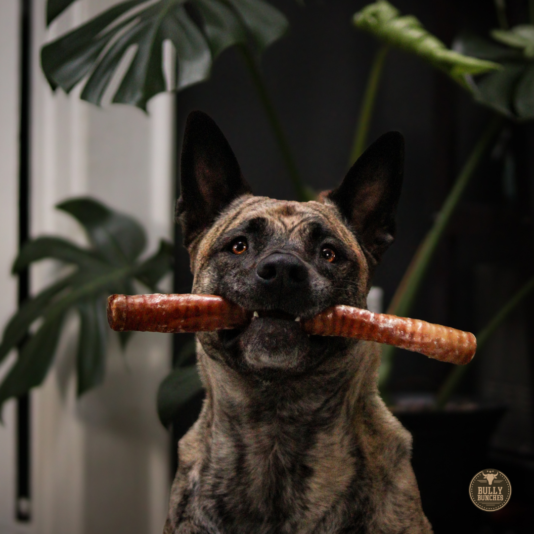 12 Inch Trachea Wrapped in Jerky Dog Chews
