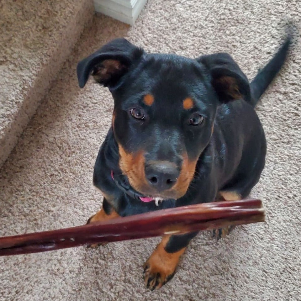 12 Inch Beef Jerky Stick Dog Treats, product photo 2 of 7