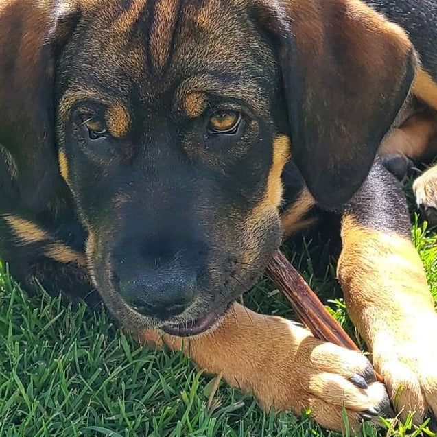 6 Inch Beef Jerky Stick Dog Treats, product photo 4 of 8