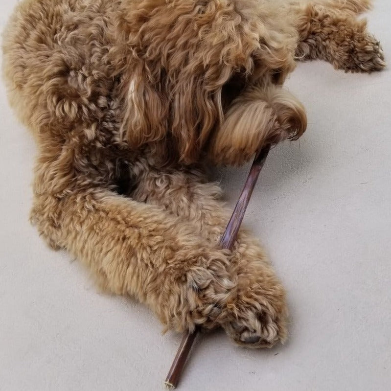 12 Inch Beef Jerky Stick Dog Treats, product photo 6 of 7