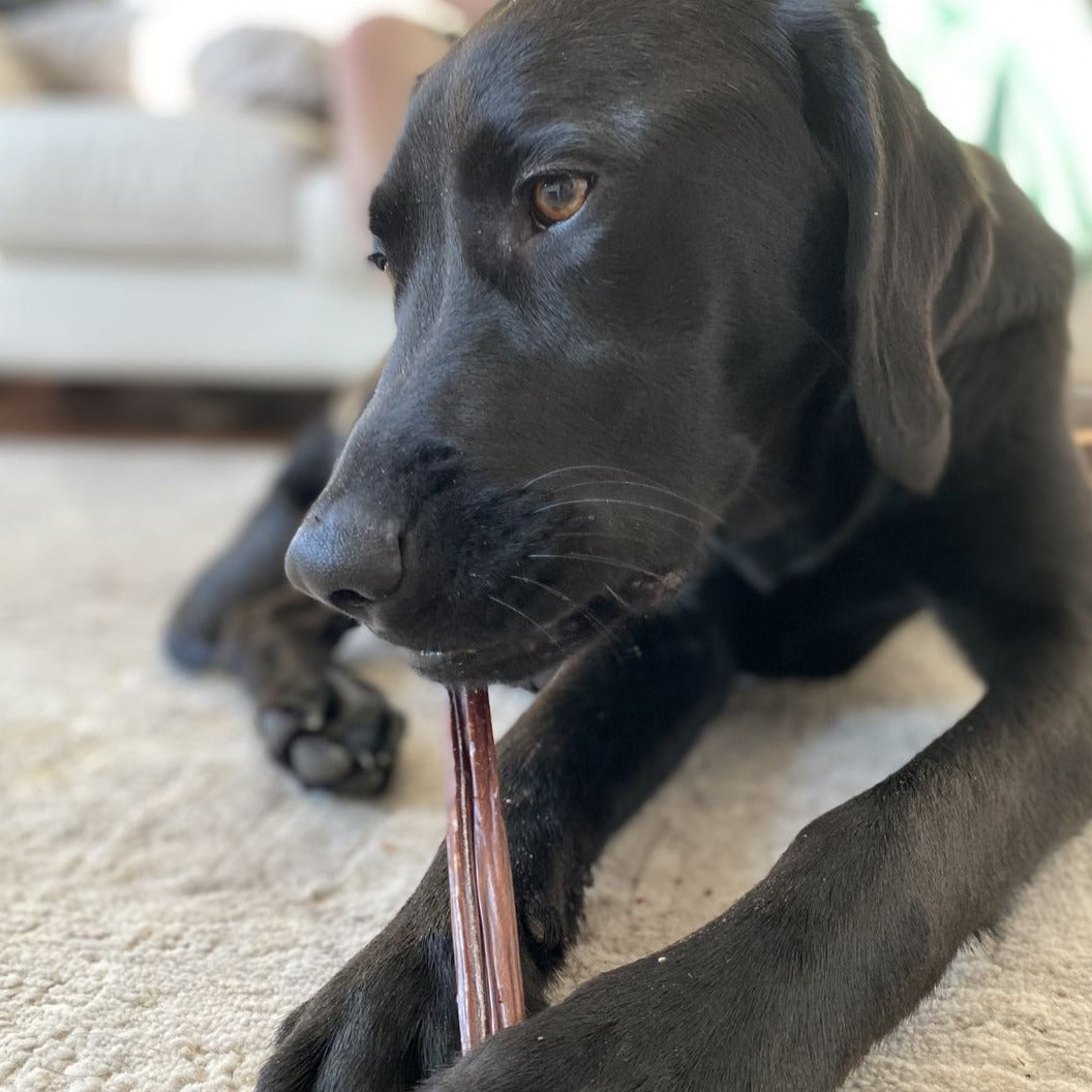 12 Inch Beef Jerky Stick Dog Treats, product photo 4 of 7