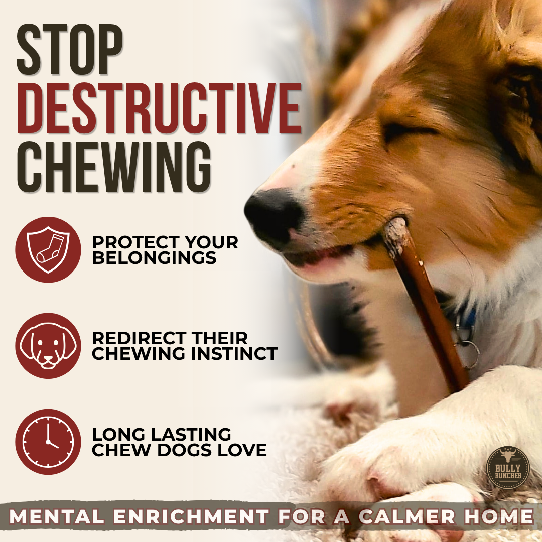 6 Inch Standard Bully Stick Dog Chews, product photo 4 of 9