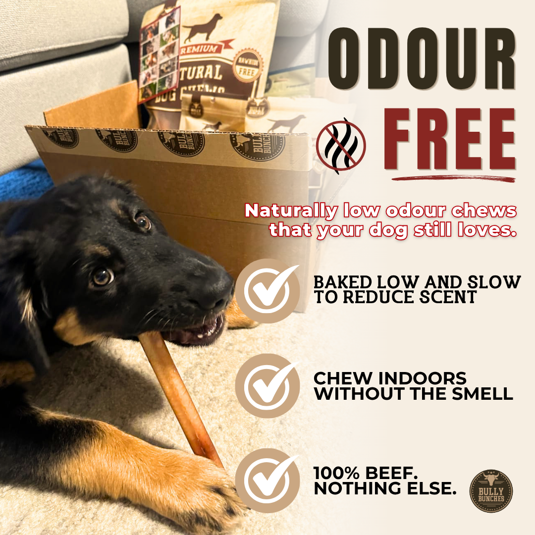 6 Inch Thick Bully Stick Dog Chews, product photo 6 of 9