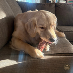 6 Inch Trachea Wrapped in Jerky Dog Chews, product photo 6 of 6