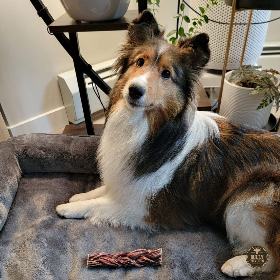 6 Inch Braided Jerky Stick Dog Treats, product photo 6 of 6