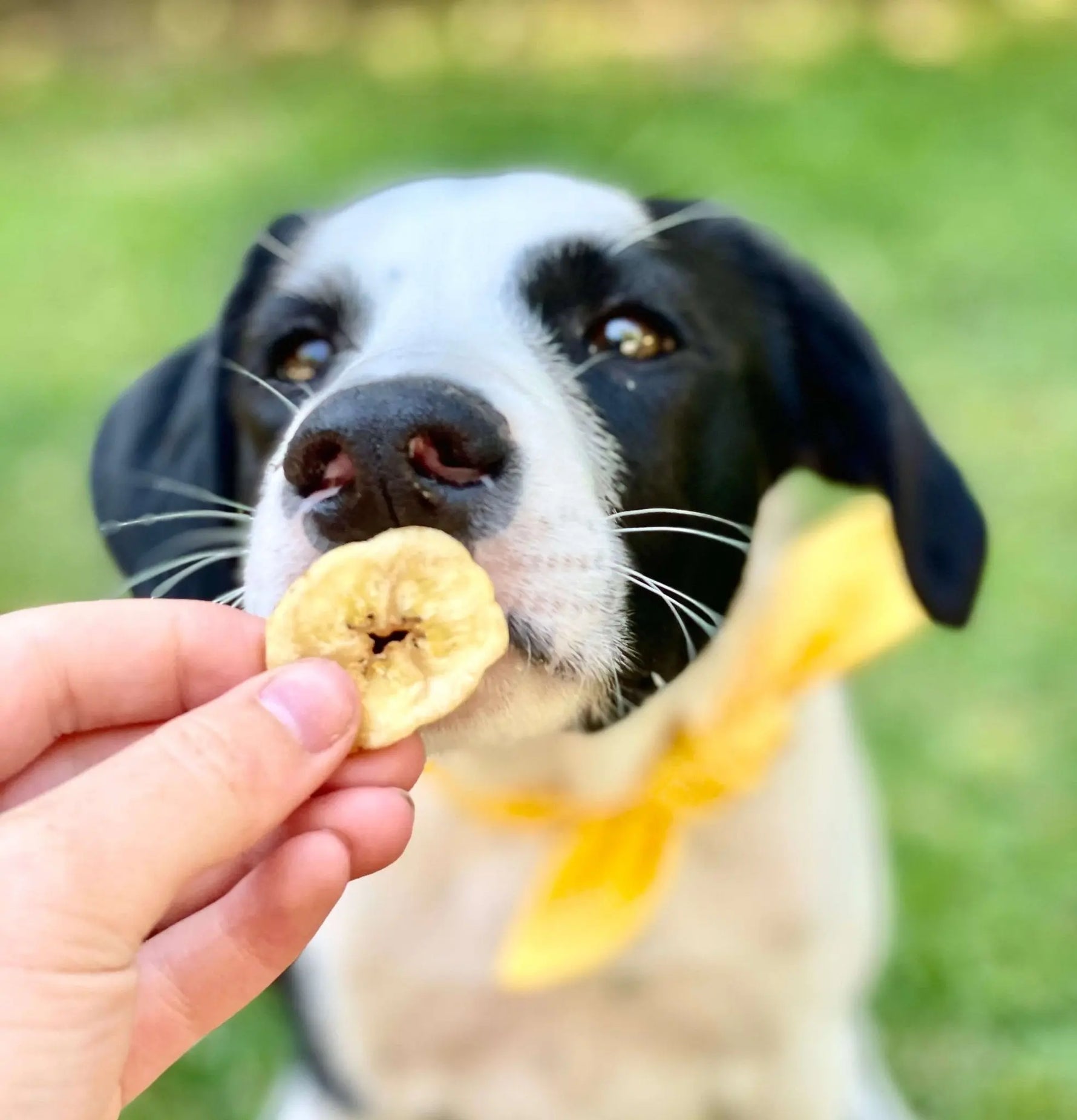Banana Chips healthybud