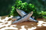 Big Raw Energy - Raw Whole Sardine - Raw Food for Dogs Big Raw Energy