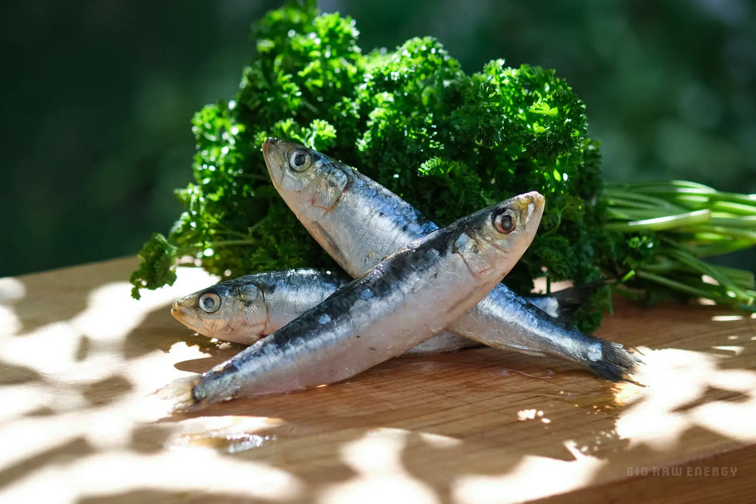 Big Raw Energy - Raw Whole Sardine - Raw Food for Dogs Big Raw Energy