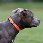 BullyBillows - ACTIVE CASUAL COLLAR - ORANGE BullyBillows