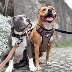 BullyBillows - PREMIUM COMFORT HARNESS | NON RESTRICTIVE & ADJUSTABLE - RED - PAWMART.ca