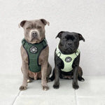 BullyBillows - PREMIUM COMFORT TWEED HARNESS | NON RESTRICTIVE & ADJUSTABLE - CHARCOAL BLACK - PAWMART.ca