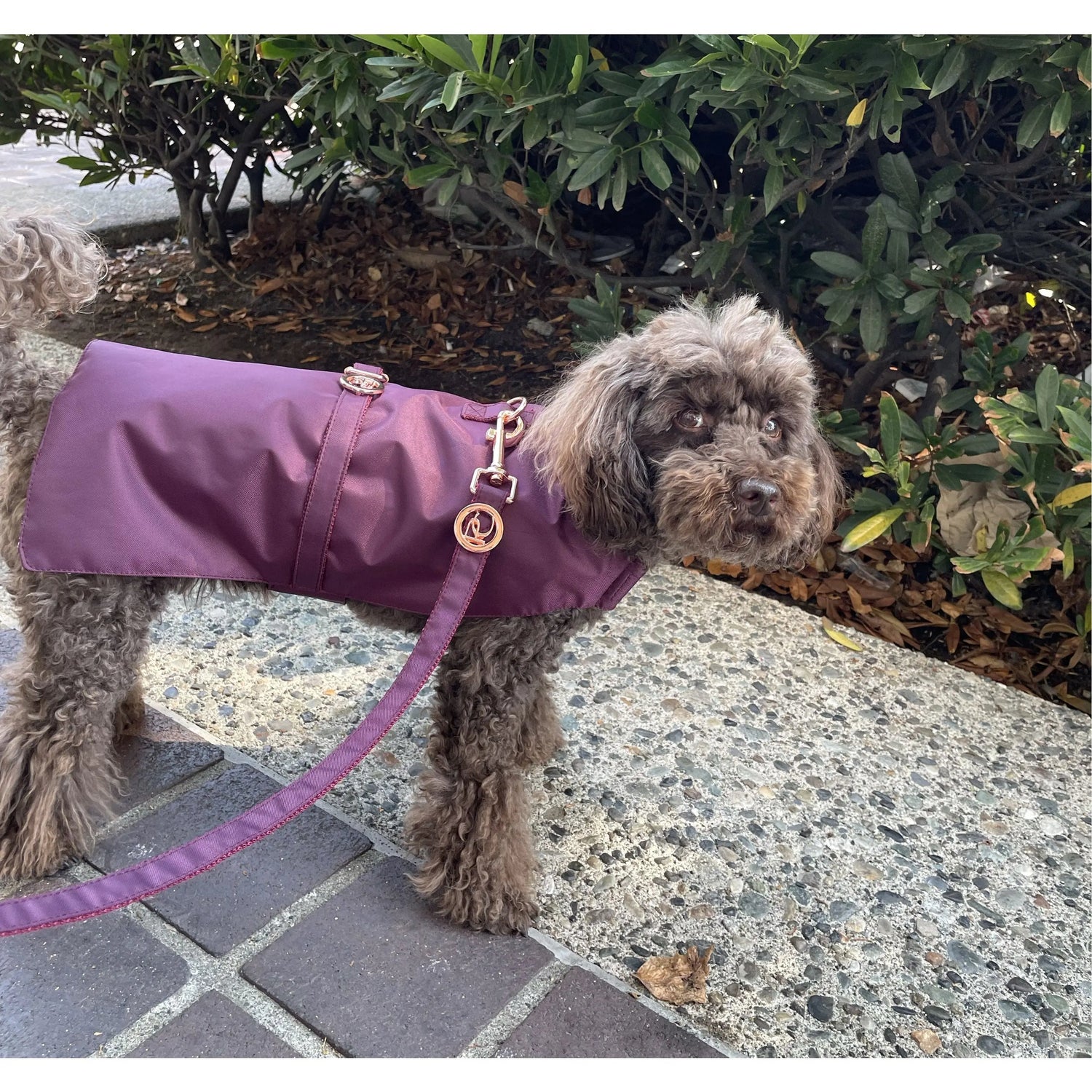 Burgundy Rain Jacket Puccissimé Pet Couture