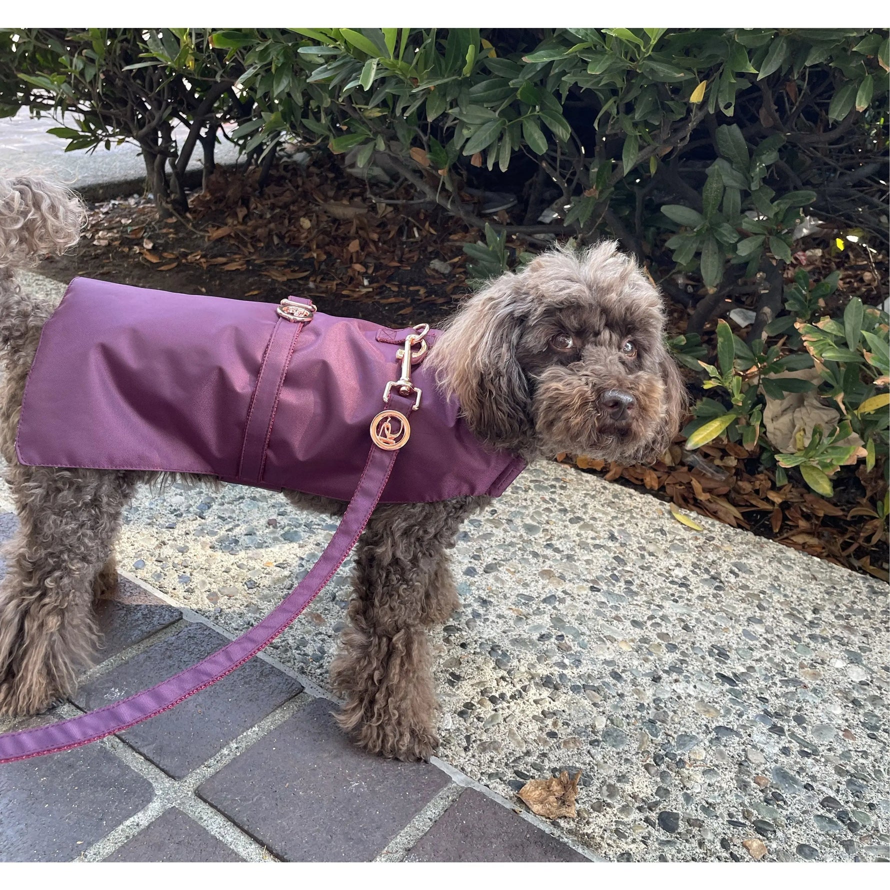 Burgundy Rain Jacket Puccissimé Pet Couture