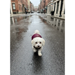 Burgundy Rain Jacket Puccissimé Pet Couture