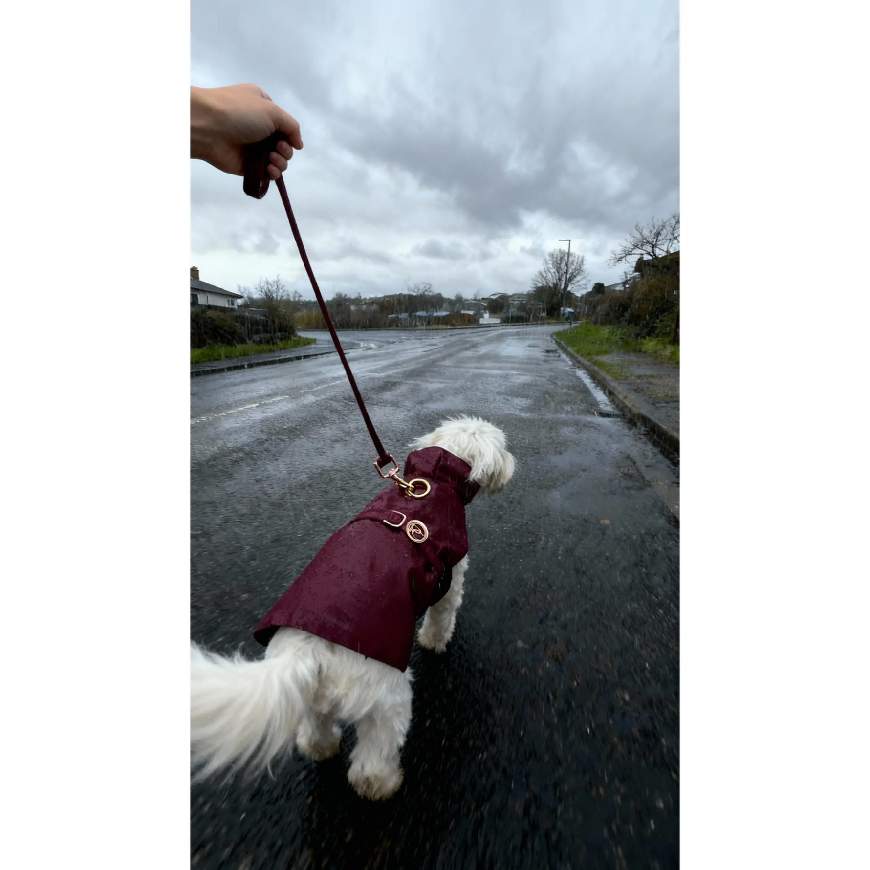 Burgundy Rain Jacket Puccissimé Pet Couture