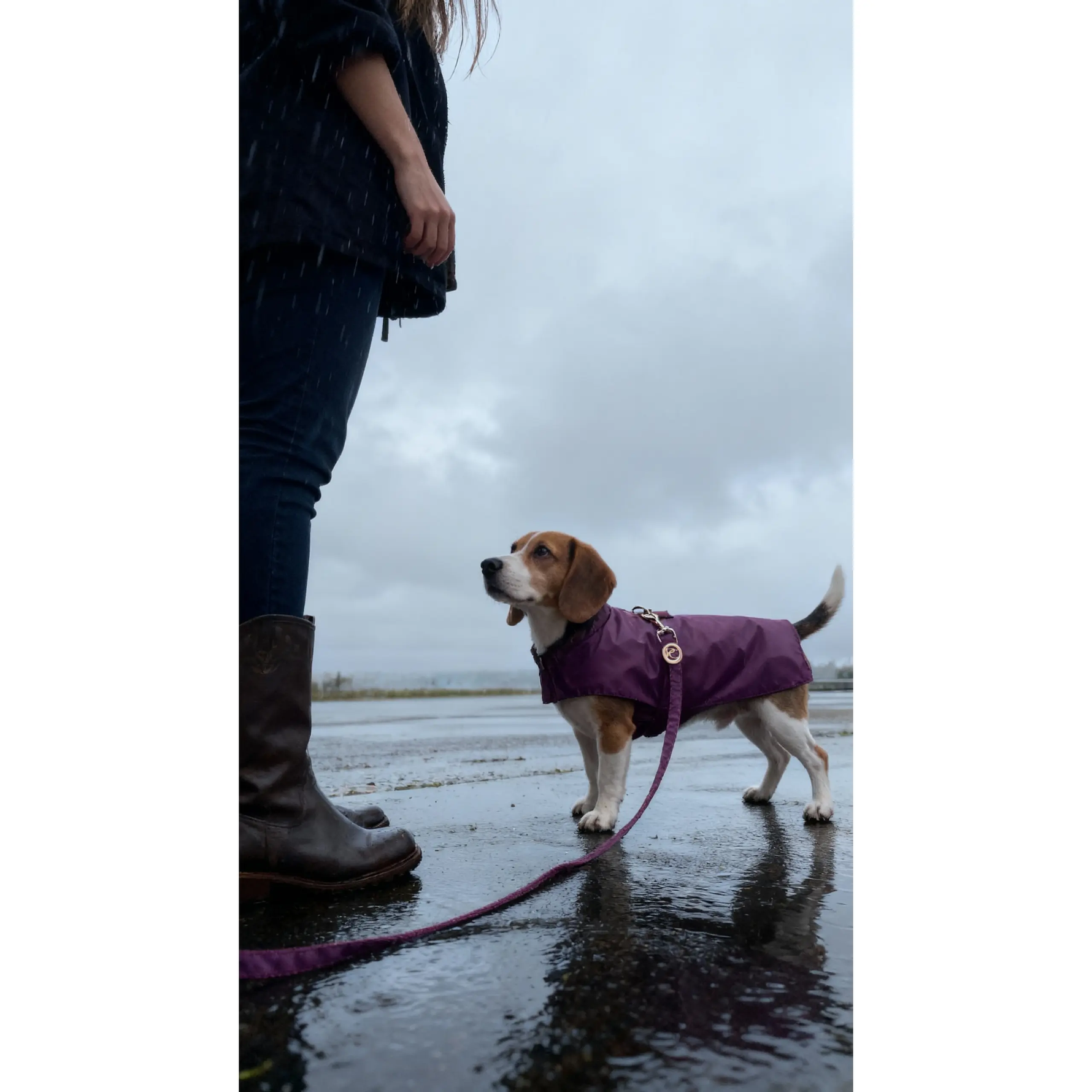 Burgundy Rain Jacket Puccissimé Pet Couture