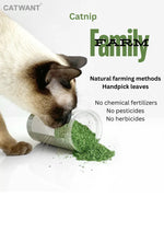 CATWANT Catnip CATWANT