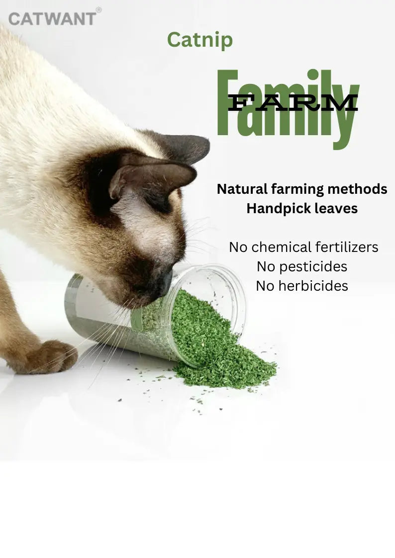 CATWANT Catnip CATWANT