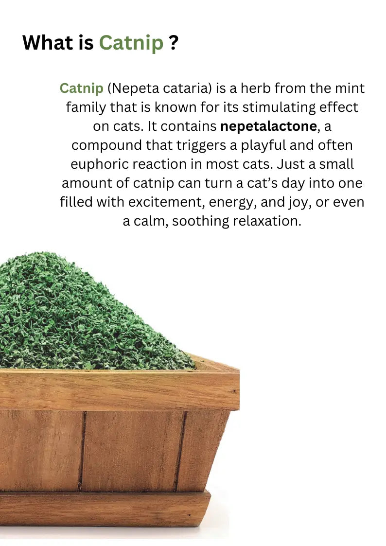 CATWANT Catnip CATWANT