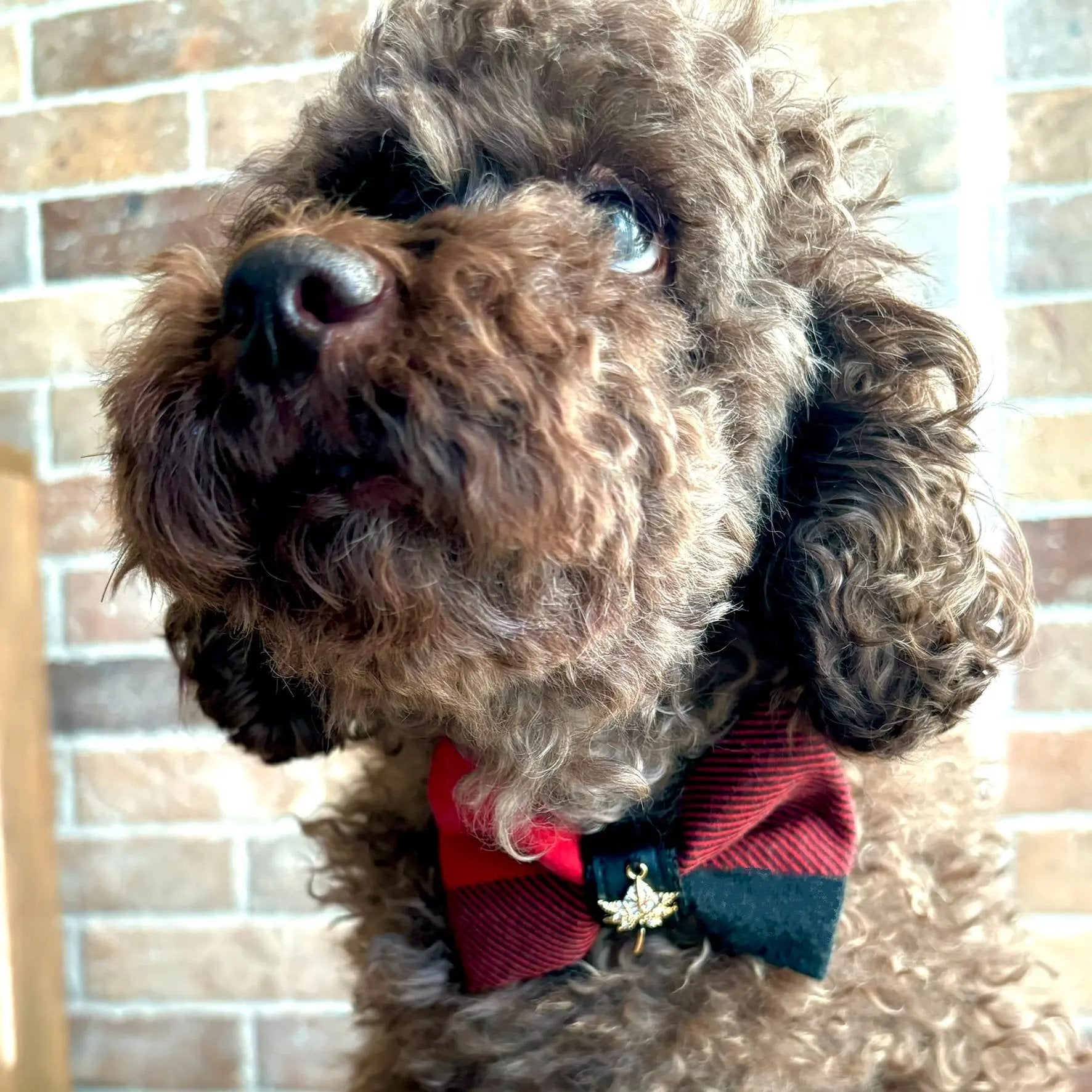 Canada bow tie Puccissimé Pet Couture