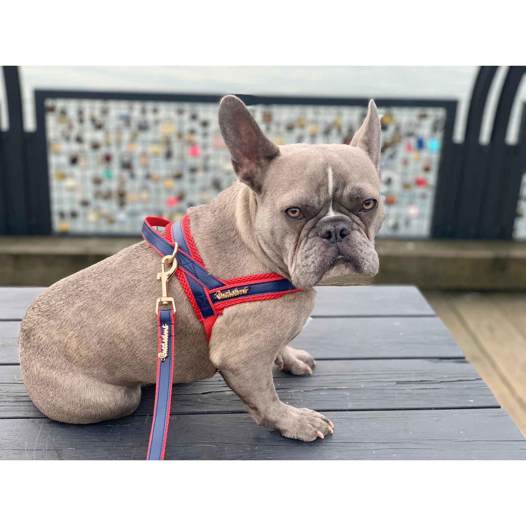 Cardinal Leash with hands-free extension Puccissimé Pet Couture