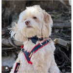 Cardinal collar Puccissimé Pet Couture