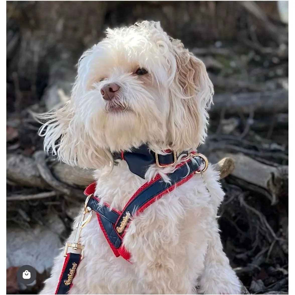 Cardinal collar Puccissimé Pet Couture