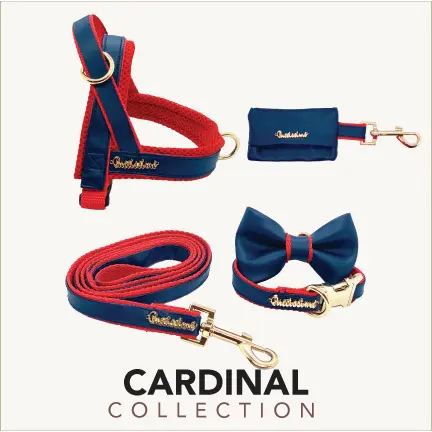Cardinal collar Puccissimé Pet Couture