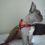 Cardinal collar Puccissimé Pet Couture