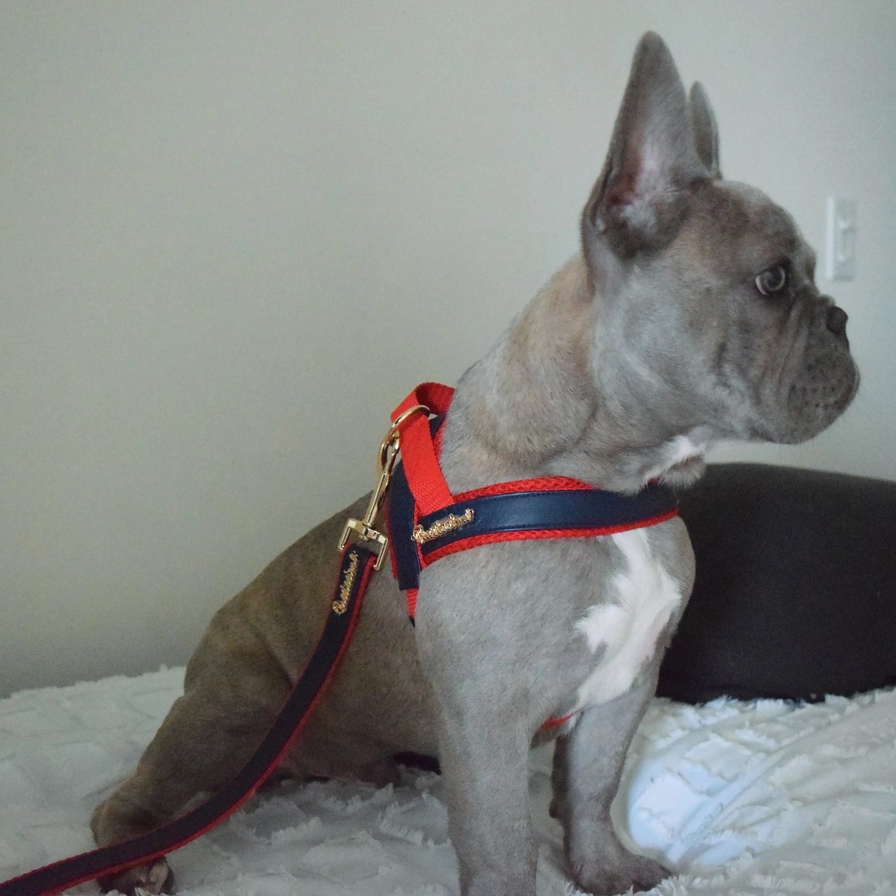 Cardinal collar Puccissimé Pet Couture