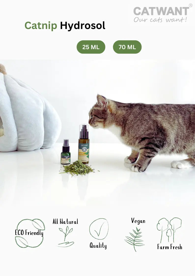 Catnip Hydrosol CATWANT