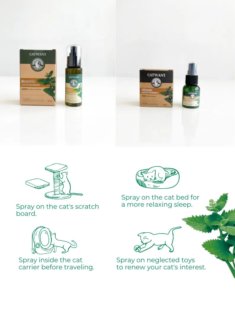 Catnip Hydrosol CATWANT