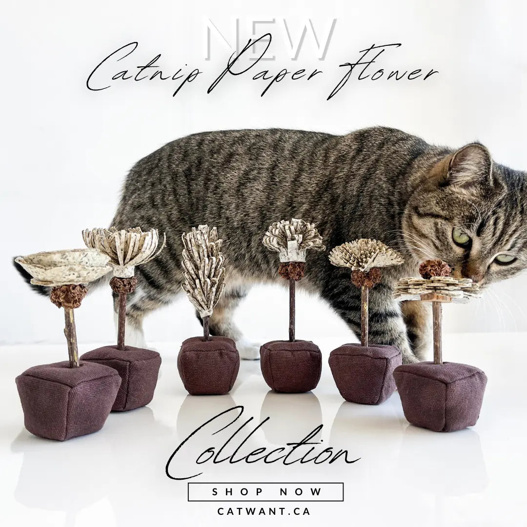 Catnip Paper Flower CATWANT