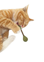 Catnip / Silvervine Dental Buds CATWANT