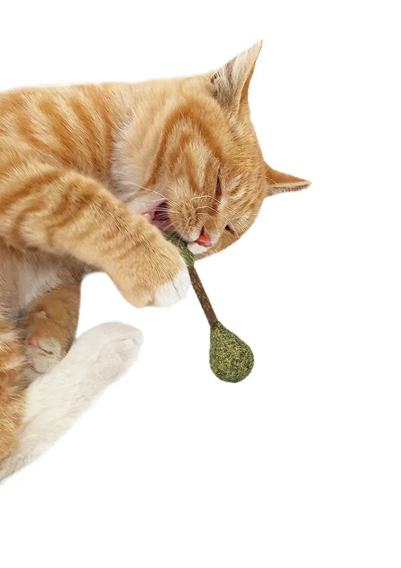 Catnip / Silvervine Dental Buds CATWANT