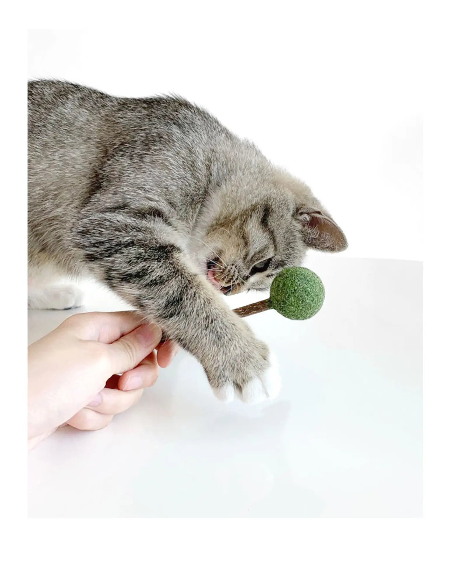 Catnip / Silvervine Lollipop CATWANT