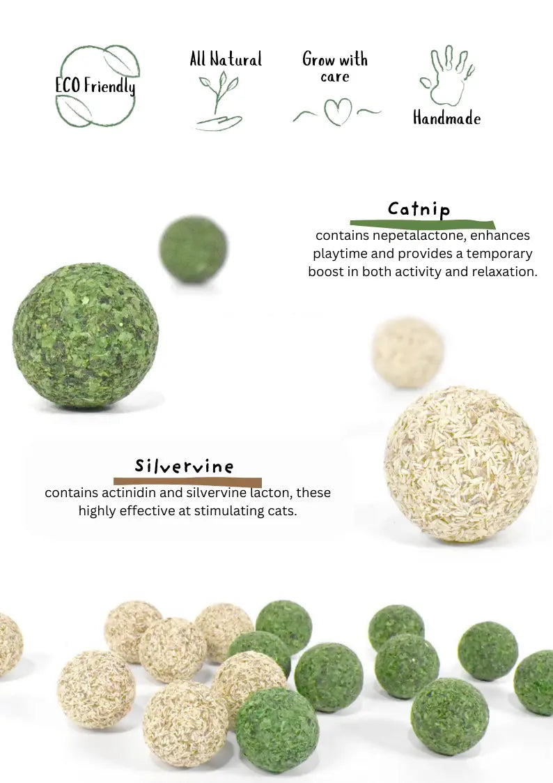 Catnip / Silvervine Teeth Cleaning Beans 5pcs CATWANT