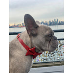 Cherry Red Leather Collar Puccissimé Pet Couture