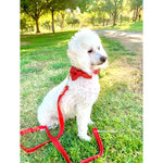 Cherry leash with hands-free extension Puccissimé Pet Couture
